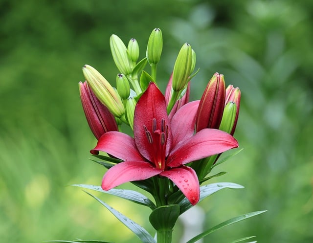 Free download lyli garden bloom blossom flora free picture to be edited with GIMP free online image editor