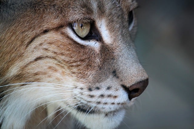Free download lynx animal mammal big cat free picture to be edited with GIMP free online image editor