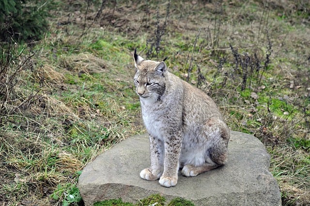 Free download lynx animal predator cat wild free picture to be edited with GIMP free online image editor