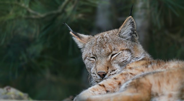 Free download lynx animal wildcat canine hunter free picture to be edited with GIMP free online image editor