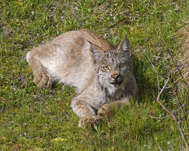 Free download Lynx Bobcat Predator -  free photo or picture to be edited with GIMP online image editor