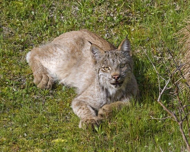 ดาวน์โหลดฟรี Lynx Bobcat Predator - รูปภาพหรือรูปภาพที่จะแก้ไขด้วยโปรแกรมแก้ไขรูปภาพออนไลน์ GIMP ได้ฟรี