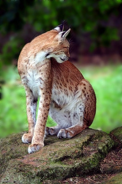 Muat turun percuma lynx cat animal zoo feline gambar percuma untuk diedit dengan editor imej dalam talian percuma GIMP