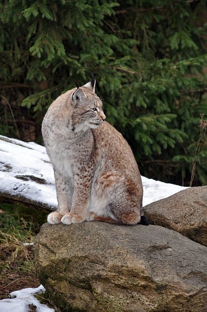 Free download lynx cat feline wild fur species free picture to be edited with GIMP free online image editor