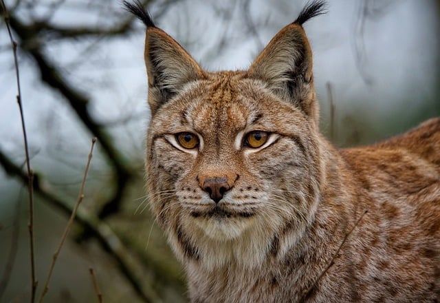 Free download lynx eurasian lynx european lynx free picture to be edited with GIMP free online image editor