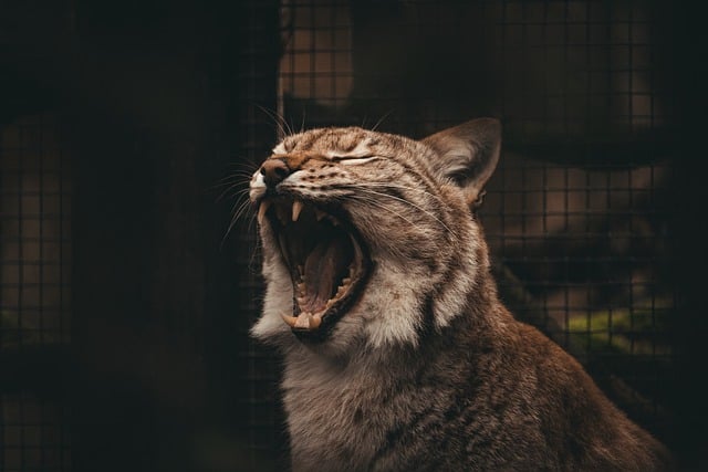 Free download lynx feline wild cat cat fur free picture to be edited with GIMP free online image editor