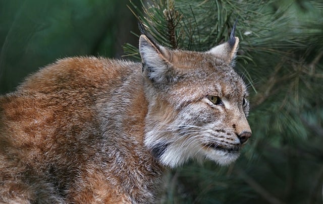 Free download lynx look animal wildcat canine free picture to be edited with GIMP free online image editor