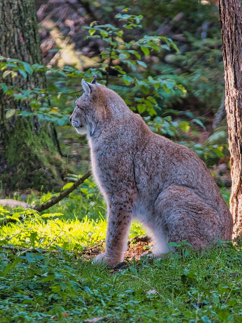 Free download lynx predator wild animal sitting free picture to be edited with GIMP free online image editor