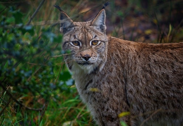 Free download lynx wild cat big cat feline free picture to be edited with GIMP free online image editor