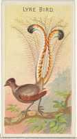 Free download Lyre Bird, from the Birds of the Tropics series (N5) for Allen & Ginter Cigarettes Brands free photo or picture to be edited with GIMP online image editor