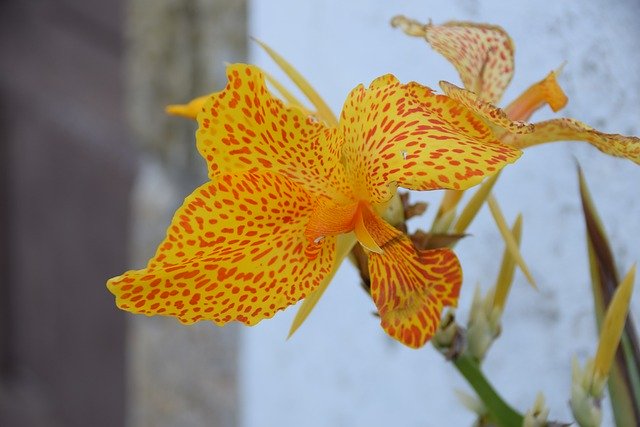 Bezpłatne pobieranie Lys Orange Flower - darmowe zdjęcie lub obraz do edycji za pomocą internetowego edytora obrazów GIMP