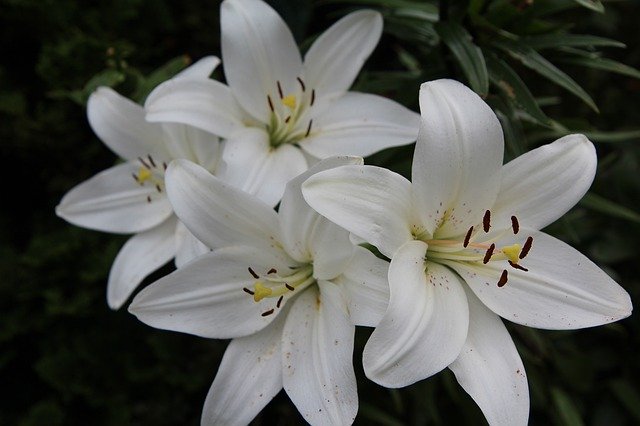 Free download Lys White Lily Botany -  free photo or picture to be edited with GIMP online image editor