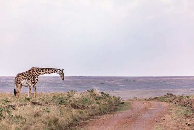 Free download maasai giraffe animal safari free picture to be edited with GIMP free online image editor