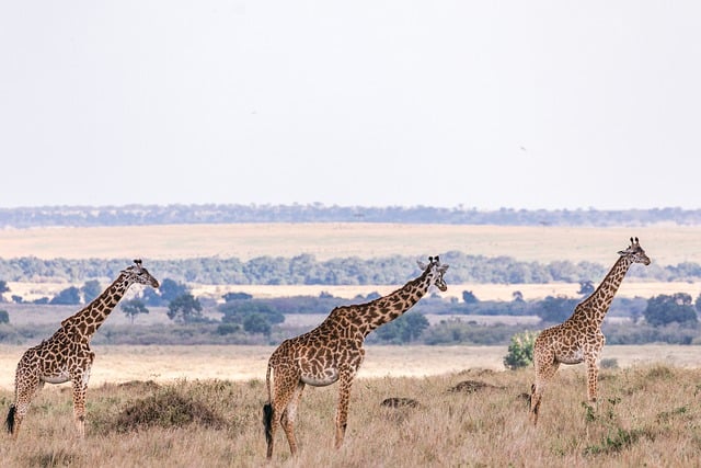 Free download maasai giraffe animals safari free picture to be edited with GIMP free online image editor