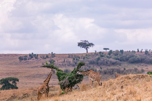 Free download maasai giraffes animals safari free picture to be edited with GIMP free online image editor