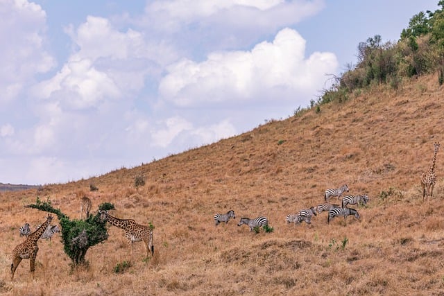 Free download maasai giraffes zebras animals free picture to be edited with GIMP free online image editor