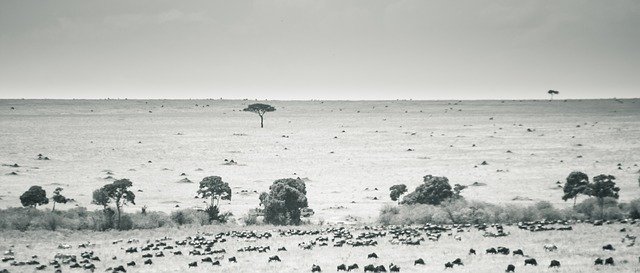 Descarga gratuita Maasai Mara Kenya Landscape Black - foto o imagen gratuita para editar con el editor de imágenes en línea GIMP