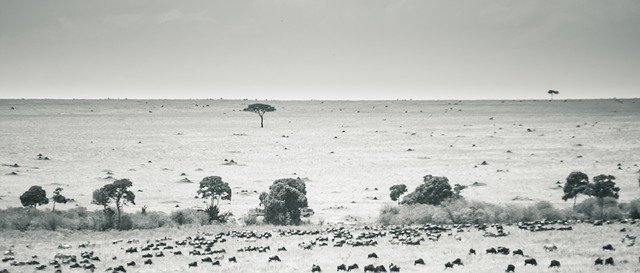 Free download Maasai Mara Kenya Landscape Black -  free photo or picture to be edited with GIMP online image editor