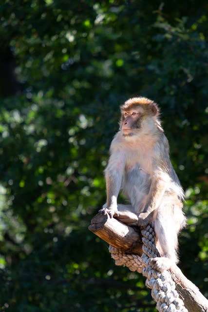 Free download macaque animal zoo barbary ape free picture to be edited with GIMP free online image editor