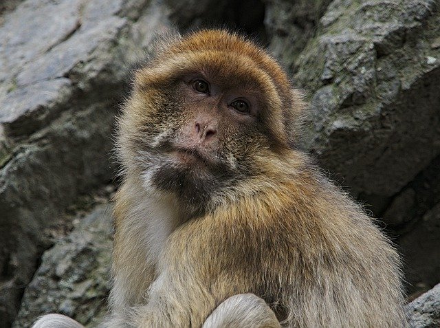 Descarga gratuita Macaque Monkey Animal: foto o imagen gratuita para editar con el editor de imágenes en línea GIMP