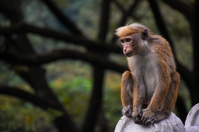 Free download macaque monkey animal wildlife free picture to be edited with GIMP free online image editor