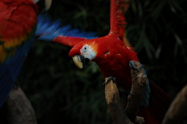 Download gratuito Macaw Animal Bird: foto o immagine gratuita da modificare con l'editor di immagini online GIMP