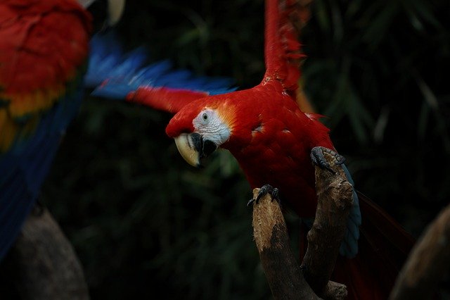 Unduh gratis Macaw Animal Bird - foto atau gambar gratis untuk diedit dengan editor gambar online GIMP