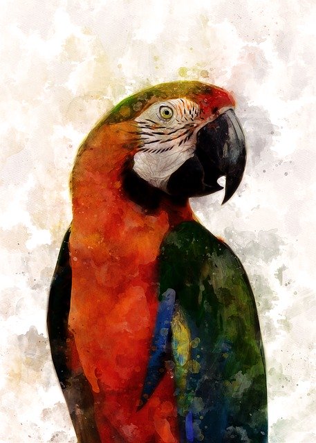 Free download Macaw Bird Parrot -  free photo or picture to be edited with GIMP online image editor