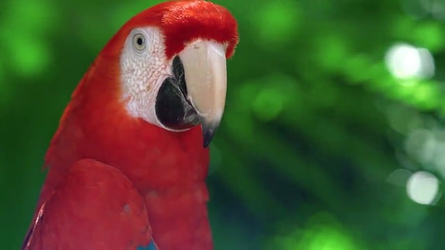 Free download macaw bird parrot animal free picture to be edited with GIMP free online image editor