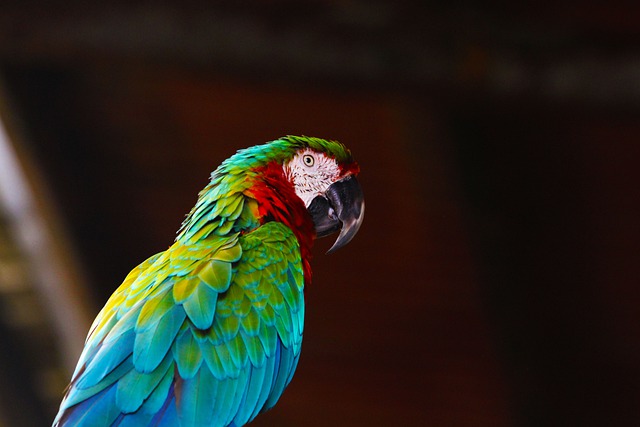 Free download macaw bird perched parrot animal free picture to be edited with GIMP free online image editor