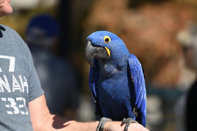 Free download macaw parrot pet bird avian free picture to be edited with GIMP free online image editor