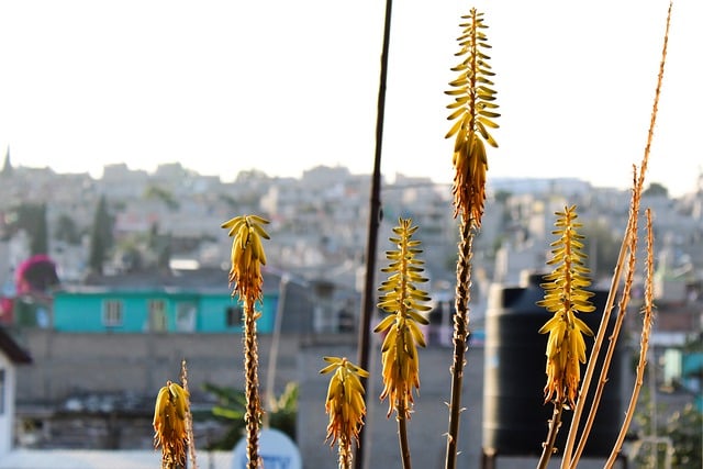 دانلود رایگان عکس maceta amarillo naturaleza flor برای ویرایش با ویرایشگر تصویر آنلاین رایگان GIMP