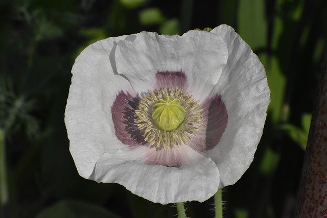 무료 다운로드 Mack White Flower - 무료 사진 또는 김프 온라인 이미지 편집기로 편집할 사진