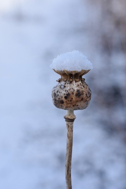 Muat turun percuma Mack Winter Box - foto atau gambar percuma untuk diedit dengan editor imej dalam talian GIMP