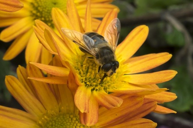 Free download Macro Bee Flower -  free photo or picture to be edited with GIMP online image editor