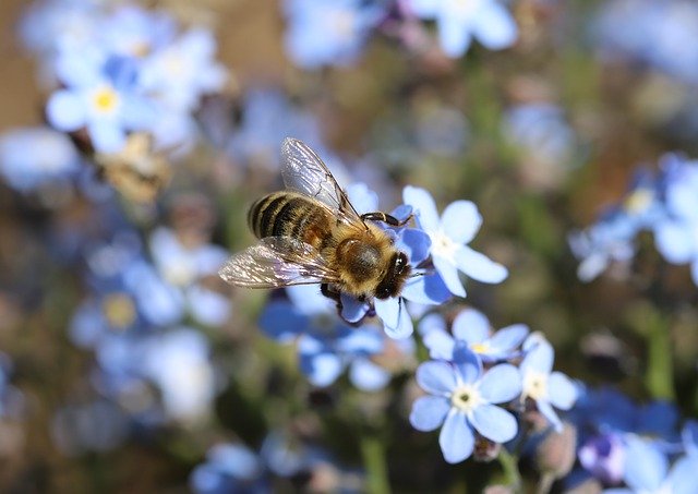 Descarga gratuita Macro Bee Flowers - foto o imagen gratuita para editar con el editor de imágenes en línea GIMP