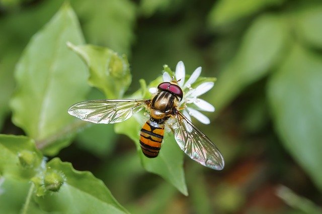 Unduh gratis Macro Bee Ins - foto atau gambar gratis untuk diedit dengan editor gambar online GIMP