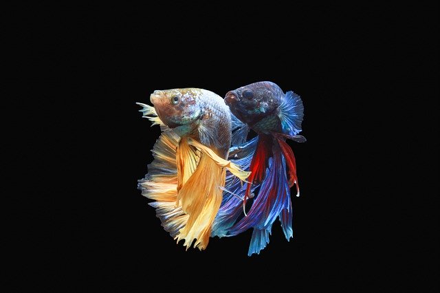 Unduh gratis Macro Betta - foto atau gambar gratis untuk diedit dengan editor gambar online GIMP