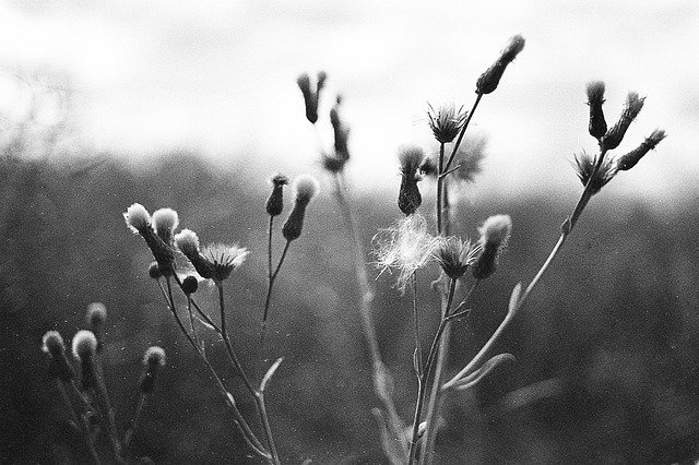 Download gratuito Macro Black And White Grass Close: foto o immagine gratuita da modificare con l'editor di immagini online GIMP