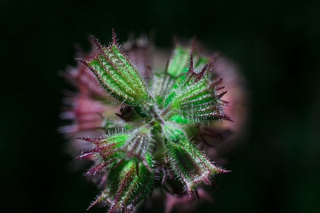 ดาวน์โหลดฟรี Macro Black Plant - ภาพถ่ายหรือรูปภาพฟรีที่จะแก้ไขด้วยโปรแกรมแก้ไขรูปภาพออนไลน์ GIMP