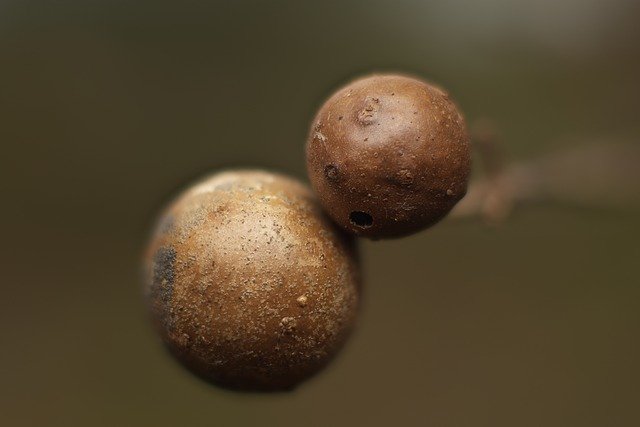 Free download Macro Bokeh Nature -  free photo or picture to be edited with GIMP online image editor