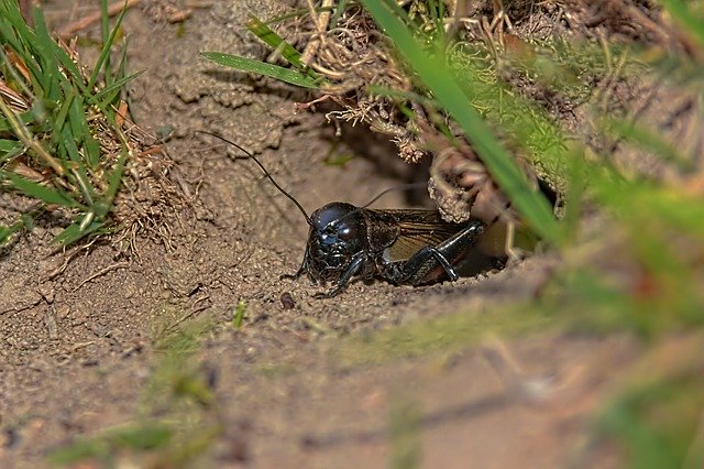 Free download Macro Cicada Insect -  free photo or picture to be edited with GIMP online image editor