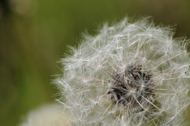 Free picture Macro Close Up Dandelion -  to be edited by GIMP free image editor by OffiDocs