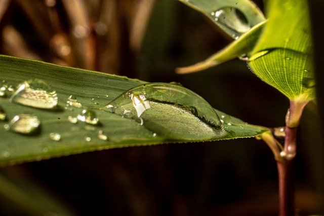 Скачать бесплатно Macro Drip Drop Of Water Close - бесплатное фото или изображение для редактирования с помощью онлайн-редактора GIMP