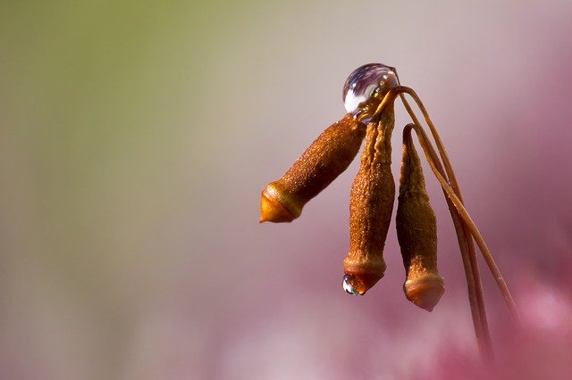 Free download Macro Drop Bokeh -  free photo or picture to be edited with GIMP online image editor