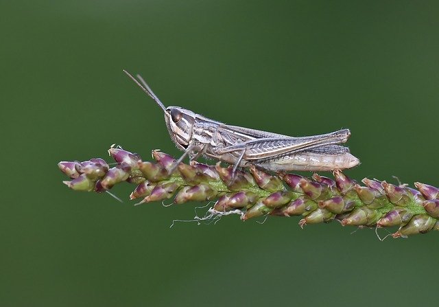 বিনামূল্যে ডাউনলোড করুন Macro Çekirge Böcek - বিনামূল্যে ছবি বা ছবি GIMP অনলাইন ইমেজ এডিটর দিয়ে সম্পাদনা করা হবে