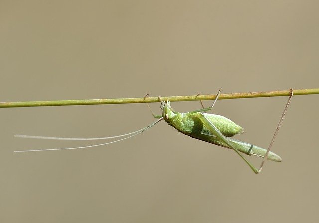 ดาวน์โหลดฟรี Macro Çekirge Doğa - ภาพถ่ายหรือรูปภาพฟรีที่จะแก้ไขด้วยโปรแกรมแก้ไขรูปภาพออนไลน์ GIMP