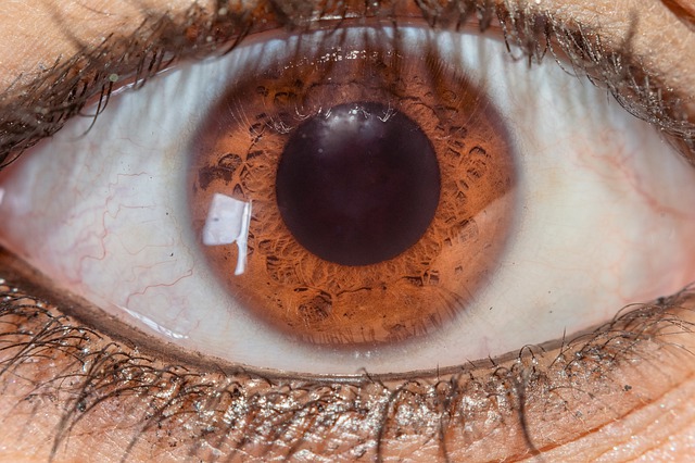 Free download macro eyes closeup nature vision free picture to be edited with GIMP free online image editor