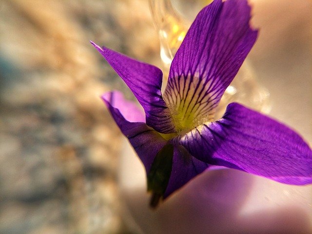 Free download Macro Flower -  free photo or picture to be edited with GIMP online image editor