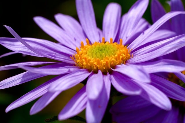 Free download macro flower aster nature bloom free picture to be edited with GIMP free online image editor
